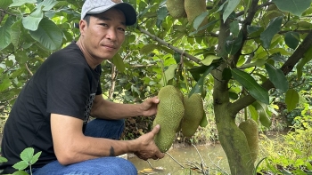 Xuất hiện giống mít lạ ngọt béo, múi khô dày đặc biệt với hương vị sầu riêng đang gây sốt