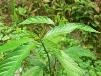 Rau bọ mẩy là rau gì mà xưa ít người biết ăn, nay thành đặc sản trứ danh được nhiều người săn lùng