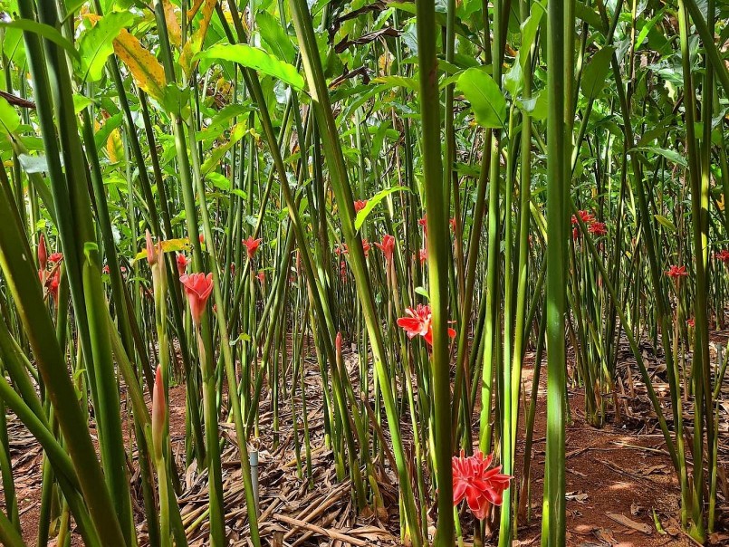 Sen Đa lộc được trồng chủ yếu tại các tỉnh thành phía Nam Sen Đa lộc được trồng chủ yếu tại các tỉnh thành phía Nam