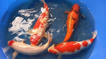 Làm giàu từ thú chơi cá Koi, vì sao có người ví như giữ 'bom nổ chậm' trong nhà?