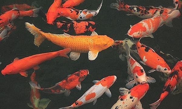 tiềm năng thị trường ngày càng lớn mạnh và mở rộng qua số lượng cá Koi nhập trực tiếp từ Nhật Bản tăng đều hằng năm. tiềm năng thị trường ngày càng lớn mạnh và mở rộng qua số lượng cá Koi nhập trực tiếp từ Nhật Bản tăng đều hằng năm.