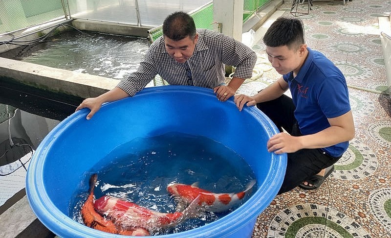 giá trị của loài cá này chủ yếu đến từ yếu tố