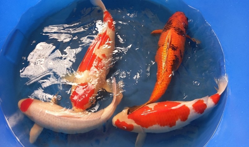 Kinh doanh cá Koi đem lại siêu lợi nhuận nhưng cũng nhiều rủi ro. (Ảnh minh họa). Kinh doanh cá Koi đem lại siêu lợi nhuận nhưng cũng nhiều rủi ro. (Ảnh minh họa).