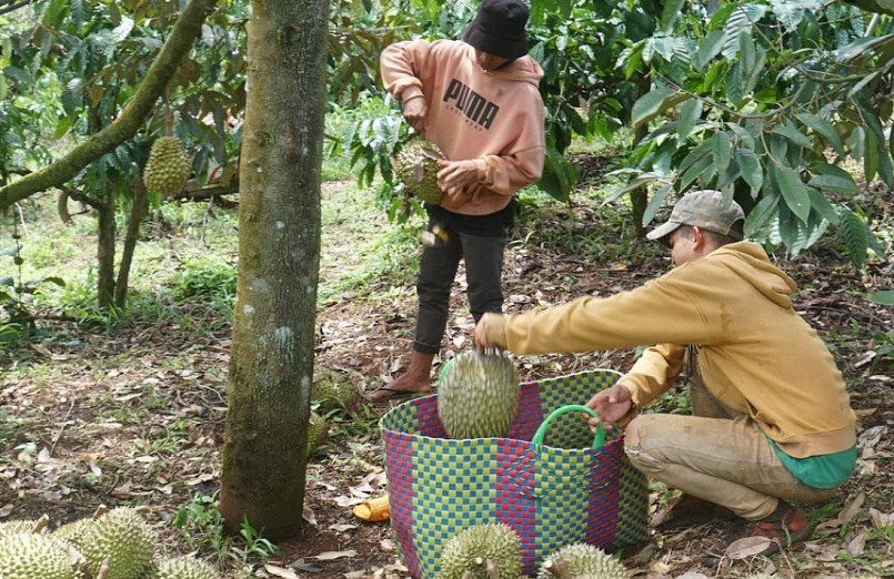 Nhà vườn sầu riêng ngời niềm vui được mùa, được giá còn có nỗi lo nạn trộm cắp sầu riêng và bị