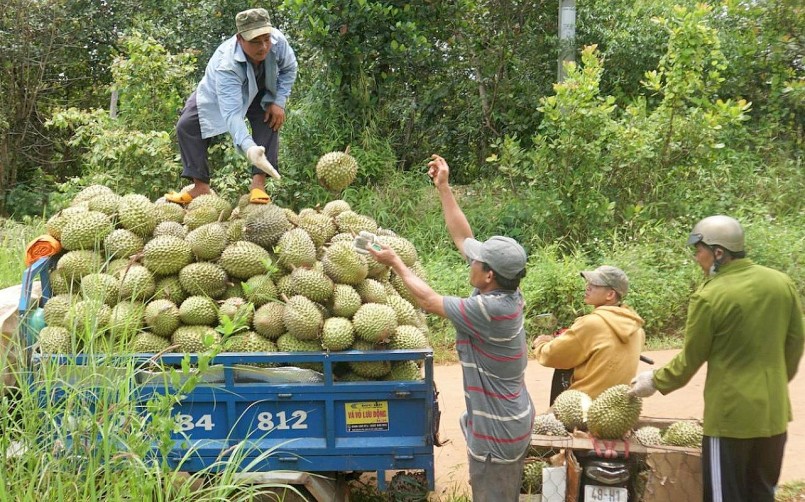 Chính quyền địa phương và người dân áp dụng nhiều cách thức để bảo vệ vườn sầu riêng. Chính quyền địa phương và người dân áp dụng nhiều cách thức để bảo vệ vườn sầu riêng.