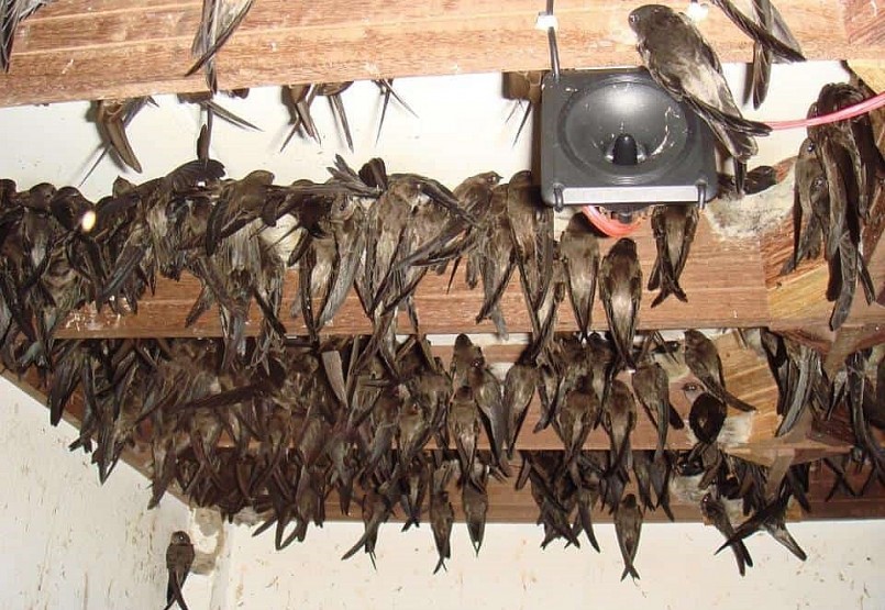 Bên trong nhà dụ chim yến. Bên trong nhà dụ chim yến.