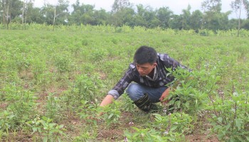 Trang trại 30ha của nông dân ở Hà Nam không lãng phí một cục phân, cọng cỏ, thứ gì cũng ra tiền