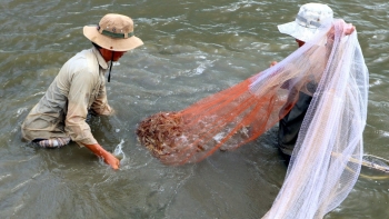 Nuôi tôm quảng canh ở Cà Mau rơi tiền theo con nước, nối tiếp những mùa thất thu