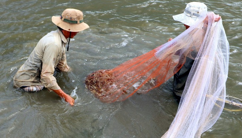 Tôm rớt giá, thu nhập của nhiều người nuôi giảm khiến kinh tế gia đình nuôi tôm ở Cà Mau rơi vào cảnh khó. Tôm rớt giá, thu nhập của nhiều người nuôi giảm khiến kinh tế gia đình nuôi tôm ở Cà Mau rơi vào cảnh khó.