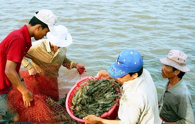 Người nuôi tôm hết lo dịch bệnh giờ lo giá rớt, thua lỗ triền miên. Người nuôi tôm hết lo dịch bệnh giờ lo giá rớt, thua lỗ triền miên.