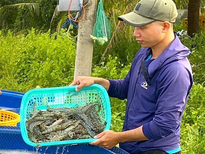 Giá tôm nguyên liệu ở Cà Mau thấp do xuất khẩu gặp khó khăn. Giá tôm nguyên liệu ở Cà Mau thấp do xuất khẩu gặp khó khăn.