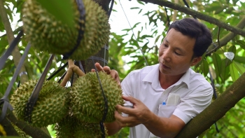 Kỷ lục xuất khẩu sầu riêng, cảnh báo chiều trò thương lái cài quả non, kém chất lượng