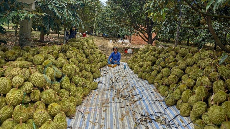 các địa phương ngoài việc tích cực mở rộng thêm mã số vùng trồng mới, phải nâng cao chất lượng mã số vùng trồng