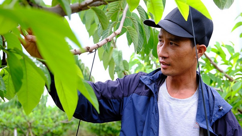 Anh Thành cho biết trồng na Đài Loan cho thu nhập cao Anh Thành cho biết trồng na Đài Loan cho thu nhập cao