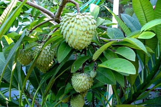 na Đài Loan còn được gọi là na dứa Đài Loan hoặc mãng cầu Đài Loan na Đài Loan còn được gọi là na dứa Đài Loan hoặc mãng cầu Đài Loan