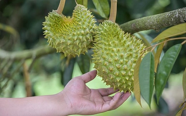 Sầu riêng tại Hải Nam dự kiến cho thu hoạch từ tháng 6 những sản lượng rất thấp. Sầu riêng tại Hải Nam dự kiến cho thu hoạch từ tháng 6 những sản lượng rất thấp.