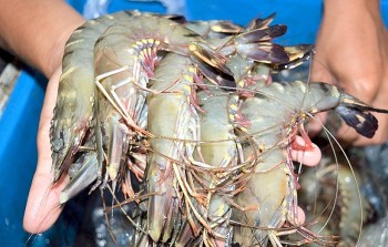 Nơi khác lao đao, vì sao dân Cà Mau vẫn giàu nhờ nuôi tôm dưới tán rừng ngập mặn?