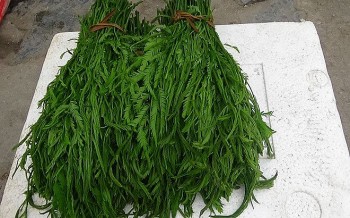 Loại rau đứng cả mét vẫn ngửi thấy mùi hôi, tại sao khách nườm nượp hỏi mua?