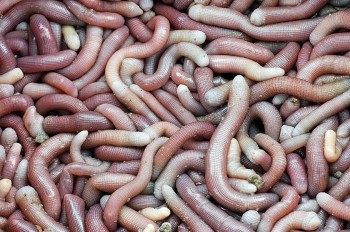 Loại hải sản được ví như 