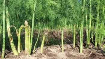 Trồng bạt ngàn măng tây xanh trên đất cằn, cắt bán 70.000/kg, nông dân giàu to