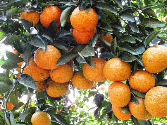 Cam sành Hàm Yên có vị ngọt đậm, thanh mát Cam sành Hàm Yên có vị ngọt đậm, thanh mát