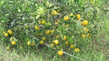 Trồng giống cam lạ ruột không vàng mà lại đỏ, nông dân Lâm Đồng thu hơn 50 kg quả trên mỗi cây