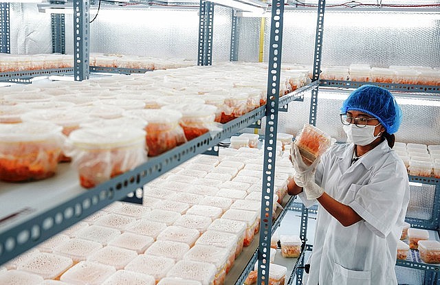 Võ Thu Thủy thu được tiền tỉ mỗi năm nhờ nuôi đông trùng hạ thảo Võ Thu Thủy thu được tiền tỉ mỗi năm nhờ nuôi đông trùng hạ thảo