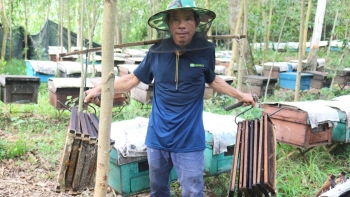 Mật ong được mùa bất ngờ giá rớt thảm rẻ như nước lọc, người nuôi ong lao đao