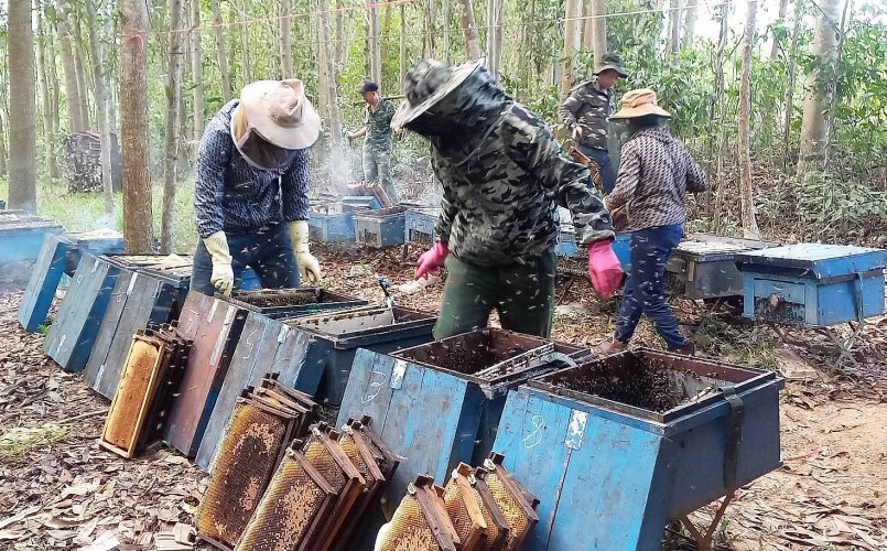 Thu hoạch mật ong ở xã Nghĩa Bình, huyện Nghĩa Đàn. Ảnh: Huy Thư Thu hoạch mật ong ở xã Nghĩa Bình, huyện Nghĩa Đàn. Ảnh: Huy Thư