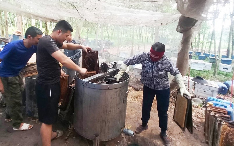 Hiện nay, các trại ong đều sử dụng thùng inox quay mật đảm bảo vệ sinh. Mỗi buổi sáng, một trại ong có thể quay được vài tấn mật. Ảnh: Huy Thư Hiện nay, các trại ong đều sử dụng thùng inox quay mật đảm bảo vệ sinh. Mỗi buổi sáng, một trại ong có thể quay được vài tấn mật. Ảnh: Huy Thư