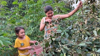 Bà con kháo nhau năm nay sim mất mùa, tại sao người trồng sim Nho Quan vẫn kiếm tiền triệu/ngày