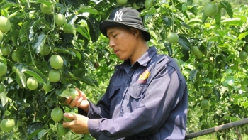 Chanh dây Gia Lai rớt thảm, kiên nhẫn chờ "phép màu" hay tính chuyện chặt bỏ chanh dây?