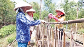 Mua cá lạc tươi về làm khô một nắng, giá tiền triệu mỗi kg cũng không đủ để bán