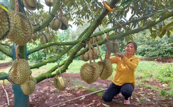 Sầu riêng thời "lướt sóng" khi 'cò đất' chuyển sang 'cò sầu' cảnh báo chiêu trò thổi giá