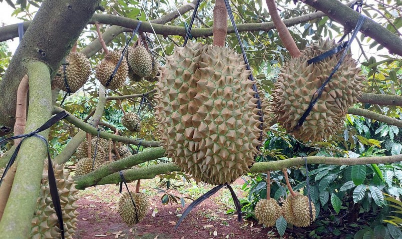 Nhiều trường hợp hủy cọc với doanh nghiệp trước khi được người sau trả giá cao hơn. Nhiều trường hợp hủy cọc với doanh nghiệp trước khi được người sau trả giá cao hơn.