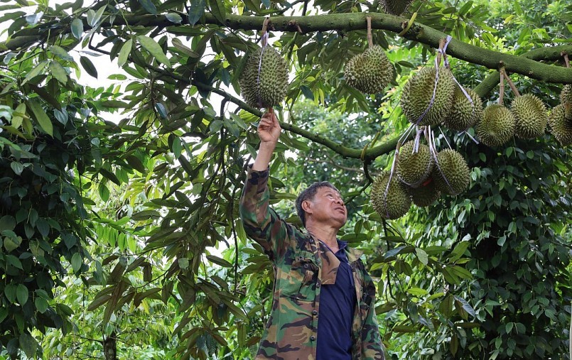 Vườn sầu riêng của ông Nguyễn Đình Kế (phường Đoàn Kết, TX. Buôn Hồ) còn khoảng một tháng nữa mới cho thu hoạch. Vườn sầu riêng của ông Nguyễn Đình Kế (phường Đoàn Kết, TX. Buôn Hồ) còn khoảng một tháng nữa mới cho thu hoạch.