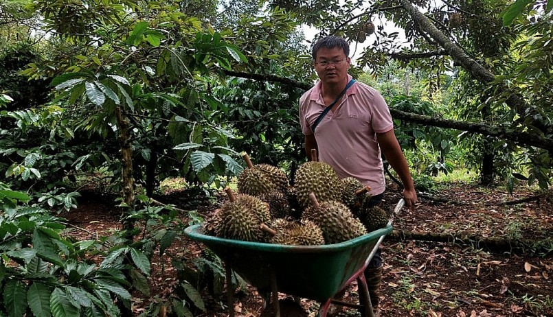 Nông dân trên địa bàn huyện Cư M'gar thu hoạch sầu riêng đầu vụ. Nông dân trên địa bàn huyện Cư M'gar thu hoạch sầu riêng đầu vụ.