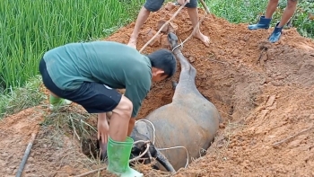 Hàng loạt "đầu cơ nghiệp" bỗng lăn đùng ra chết không rõ nguyên nhân, không cách chữa trị