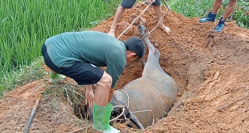 Người dân đem trâu chết đi chôn. Người dân đem trâu chết đi chôn.