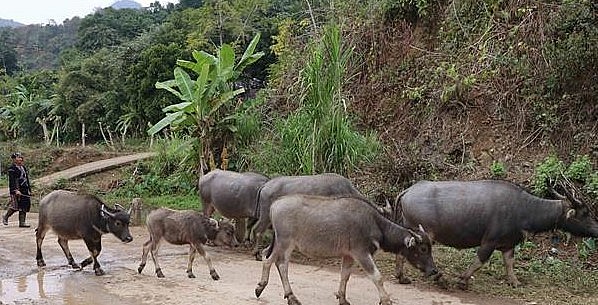 Người dân vùng cao vẫn duy trì lối chăn thả nên rất khó kiểm soát dịch bệnh đàn trâu. Người dân vùng cao vẫn duy trì lối chăn thả nên rất khó kiểm soát dịch bệnh đàn trâu.