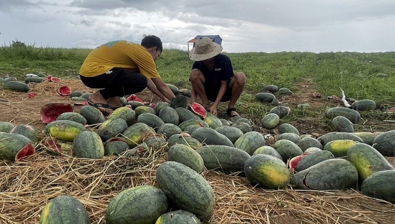 Người dân xót xã trước những đống dưa thối lăn lóc khắp cánh đồng.
