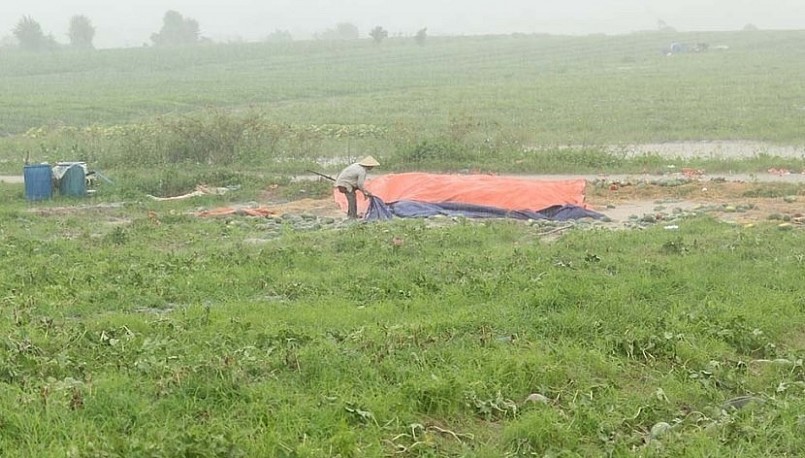 Người dân đào rãnh cho nước thoát khỏi đống dưa đã thu hoạch.