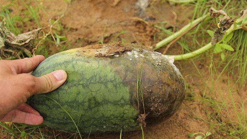 Dưa hấu tới ngày thu hoạch bị thối vì ngập úng.