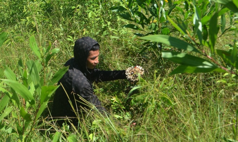 Mỗi thợ săn ong có thể kiếm từ 30 - 50 tổ ong vang mỗi ngày. Ảnh: Hà Thủy Mỗi thợ săn ong có thể kiếm từ 30 - 50 tổ ong vang mỗi ngày. Ảnh: Hà Thủy