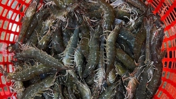 Ba tháng giảm sâu, giá tôm đã tăng trở lại triển vọng từ nuôi tôm càng xanh chuẩn VietGAP