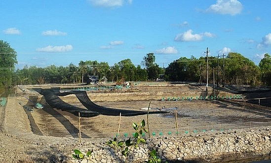 Nhiều hộ nuôi tôm thẻ đã