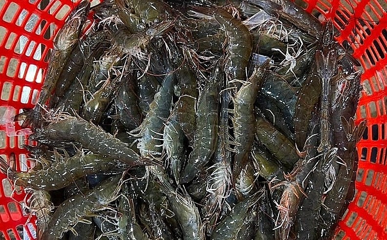 Những ngày gần đây giá tôm thẻ nguyên liệu ở các tỉnh miền Tây bắt đầu tăng trở lại. Những ngày gần đây giá tôm thẻ nguyên liệu ở các tỉnh miền Tây bắt đầu tăng trở lại.