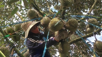 Sầu riêng giá cao kỷ lục, thương lái tới tận vườn đặt cọc chốt lúc trái non, điều gì sẽ sảy ra khi bị 'làm giá'?