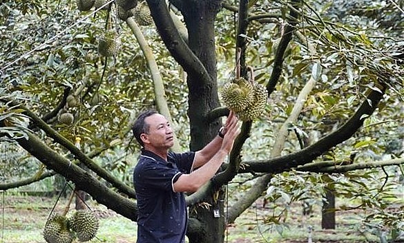 Nhà vườn trồng sầu riêng ở xã Ea Kpam, huyện Cư M’gar, tỉnh Đắk Lắk buộc sầu riêng, đợi sầu riêng đủ ngày tuổi mới chốt giá, thu hoạch. Nhà vườn trồng sầu riêng ở xã Ea Kpam, huyện Cư M’gar, tỉnh Đắk Lắk buộc sầu riêng, đợi sầu riêng đủ ngày tuổi mới chốt giá, thu hoạch.