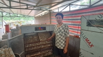 Bỏ phố về quê nuôi loài chim đẹp như tranh vẽ, chàng kỹ sư "hái ra tiền"